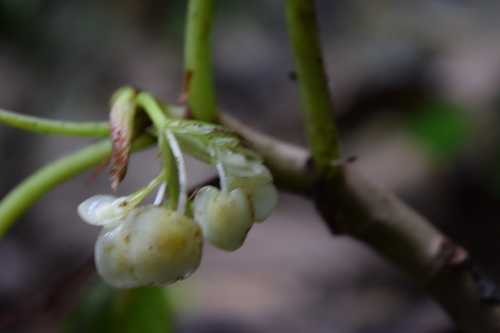 Begonia maynensis, photograph 6