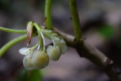Begonia maynensis