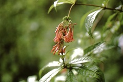 Fuchsia sessilifolia