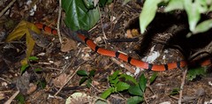 Micrurus dumerilii