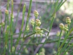 Ephedra distachya
