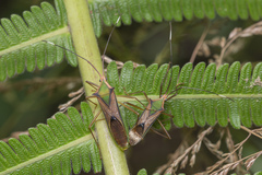 Homoeocerus angulatus