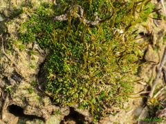 Crossidium crassinervium