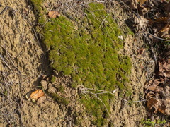 Crossidium crassinervium