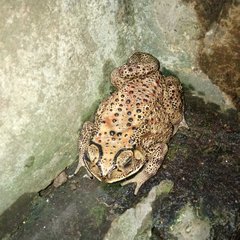 Duttaphrynus melanostictus