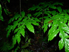 Dracontium polyphyllum