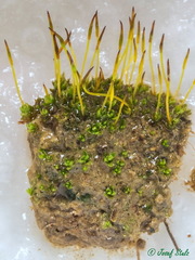 Crossidium crassinervium