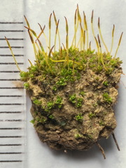 Crossidium crassinervium