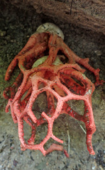 Clathrus