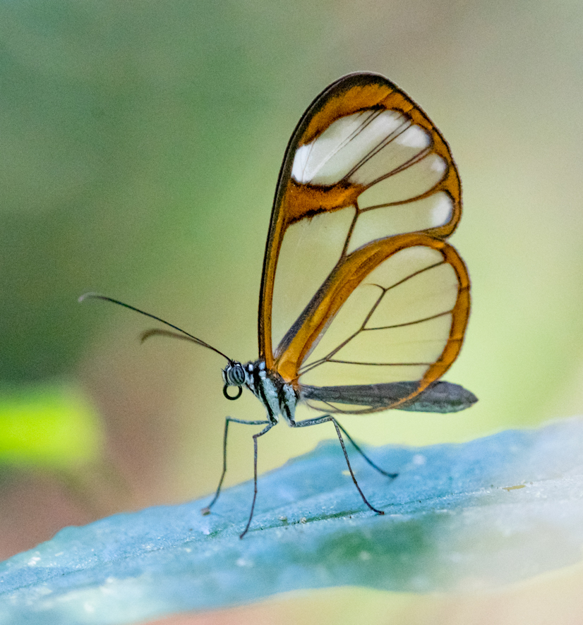 Hypoleria alema