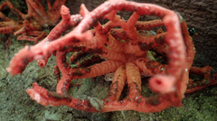 Clathrus