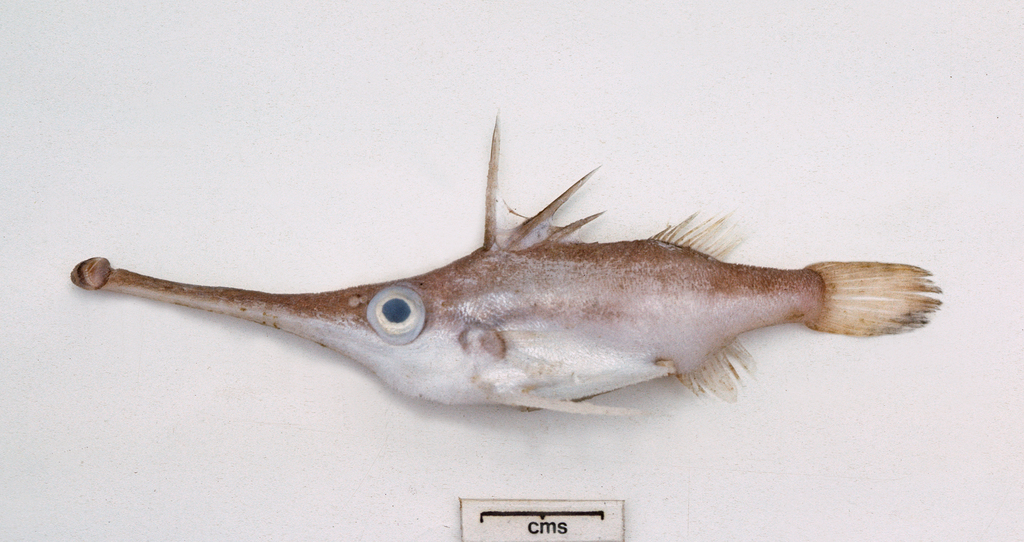 Common trumpetsnout (Macrorhamphosodes uradoi) — Triacanthodidae