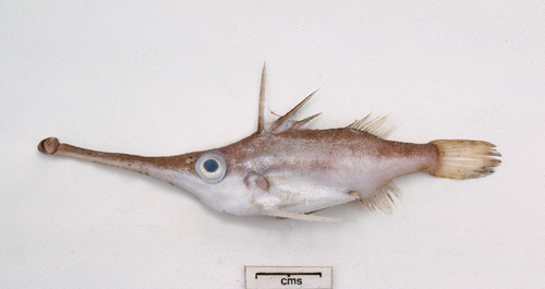 Suborder Triacanthodoidei · iNaturalist