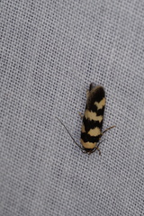 Cirromitra tetratherma