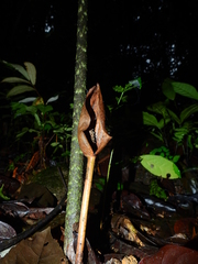 Dracontium polyphyllum