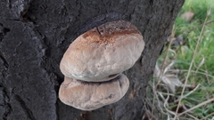 Phellinus pomaceus