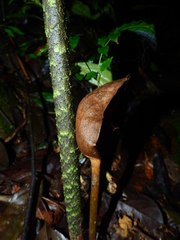 Dracontium polyphyllum