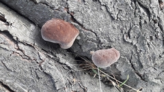 Phellinus pomaceus