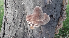 Phellinus pomaceus
