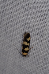 Cirromitra tetratherma