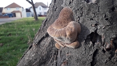 Phellinus pomaceus