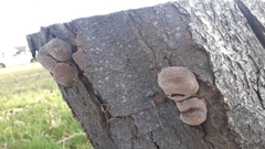 Phellinus pomaceus