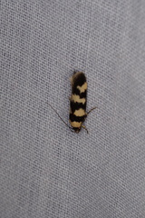 Cirromitra tetratherma