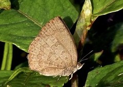 Arhopala paramuta