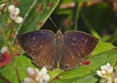 Arhopala paramuta