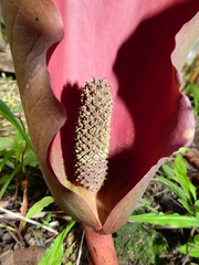 Dracontium polyphyllum