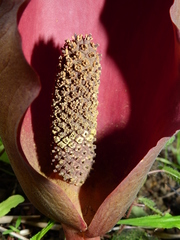 Dracontium polyphyllum