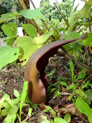 Dracontium polyphyllum