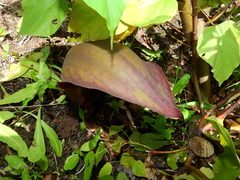 Dracontium polyphyllum