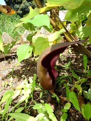 Dracontium polyphyllum