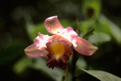 Sobralia gentryi