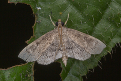 Protonoceras