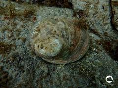 Haliotis laevigata