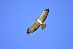 Buteo brachyurus