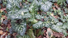 Arum italicum italicum