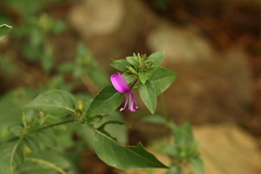 Hypoestes purpurea