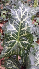 Arum italicum italicum