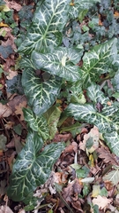 Arum italicum italicum