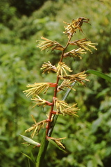Guzmania xanthobractea