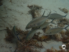 Pseudocaranx georgianus