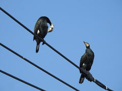 Phalacrocorax carbo