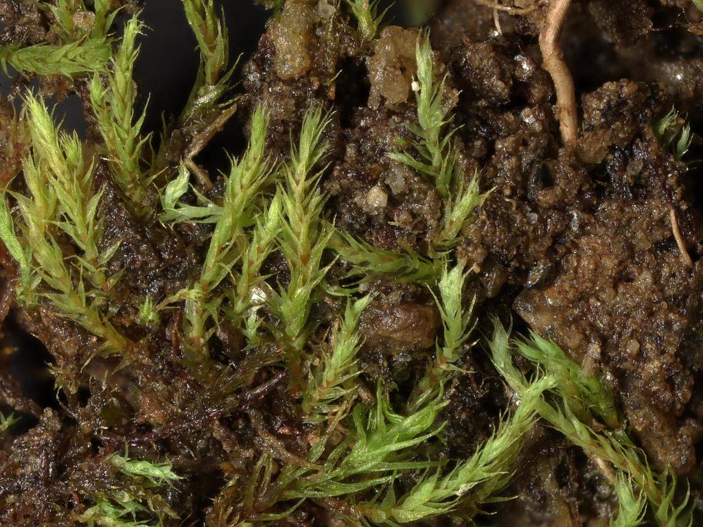 Arnell's Apple-moss