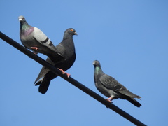 Columba livia domestica