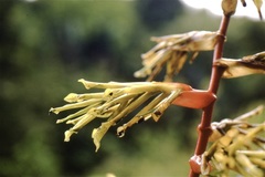 Guzmania xanthobractea