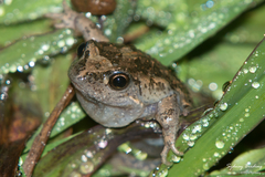 Uperoleia laevigata