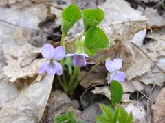 Viola mirabilis